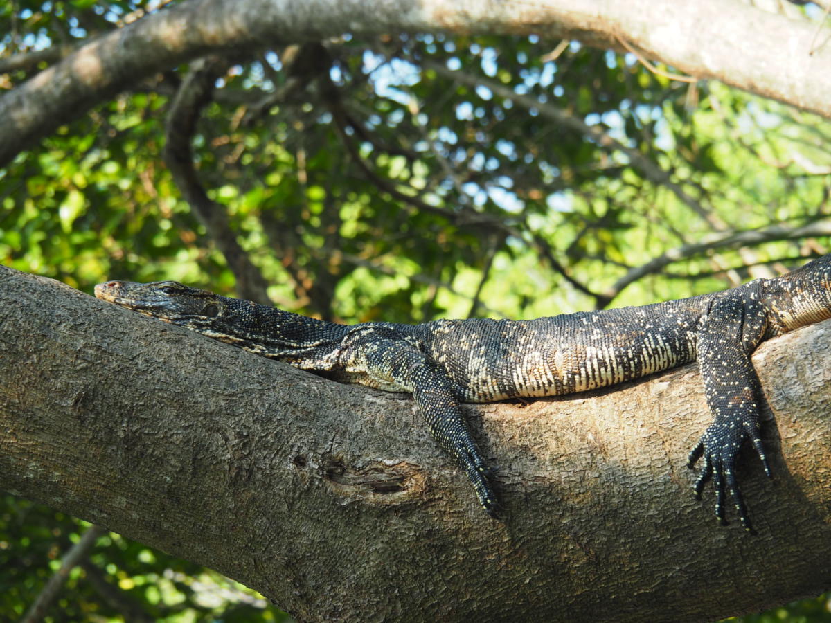 Tierwelt Sri Lankas: Waran
