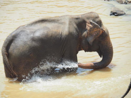 Sri Lanka: Land der Elefanten