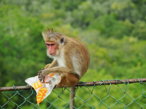 Tierwelt Sri Lankas: Neugierige Affen überall