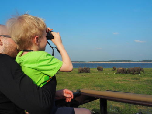 Jeep-Safari Minneriya National Park: Elefanten, Elefanten, Elefanten!