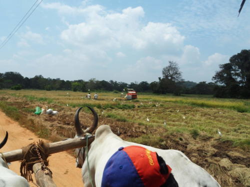 Ochsenkarrenfahrt in Hiriwadunna