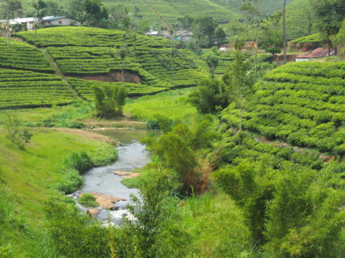 Hochland mit Teeplantagen & Wasserfällen