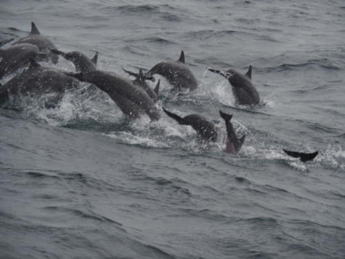Delfin- und Walbeobachtung
